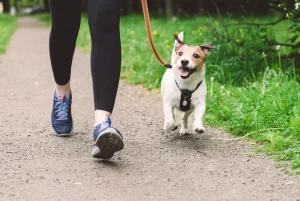 woman walking a dog